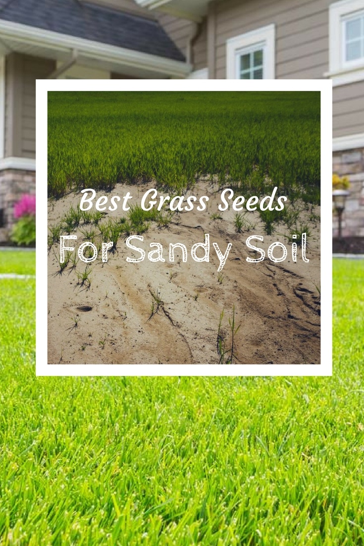 got-sandy-soil-know-the-best-grass-seeds-for-sandy-soil