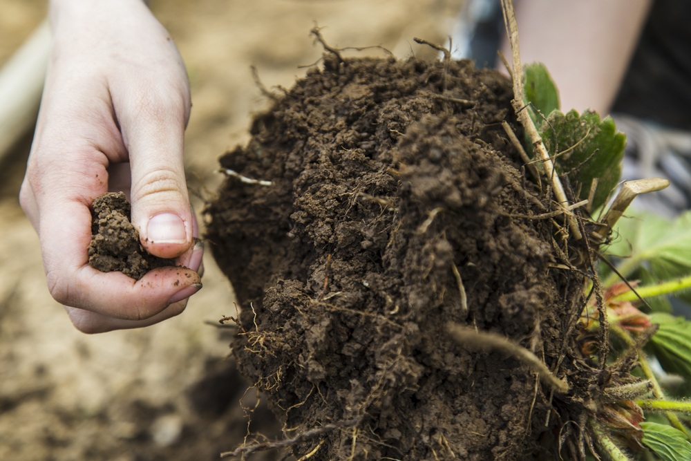 Best Ways To Build Healthy Garden Soil