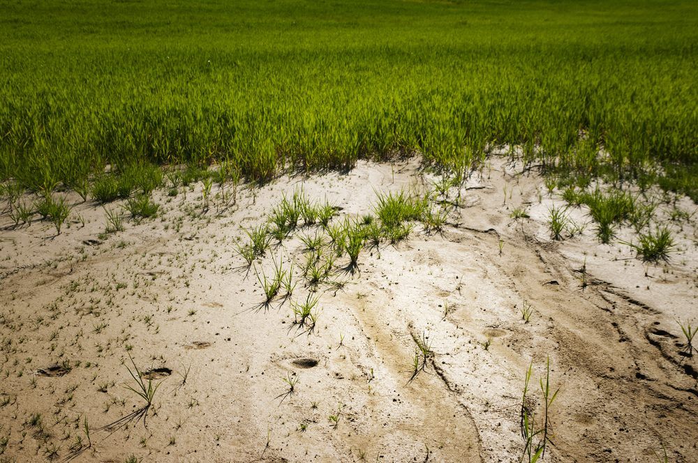 How To Grow Grass In Sandy Soil