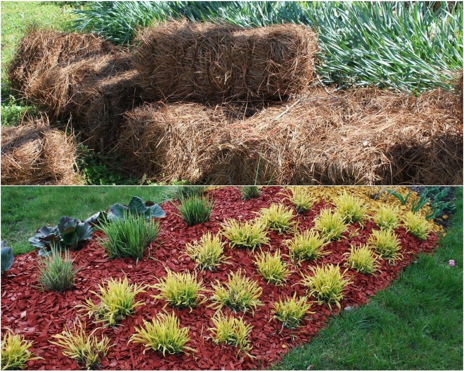 Differences Between Pine Straw And Mulch A Green Hand