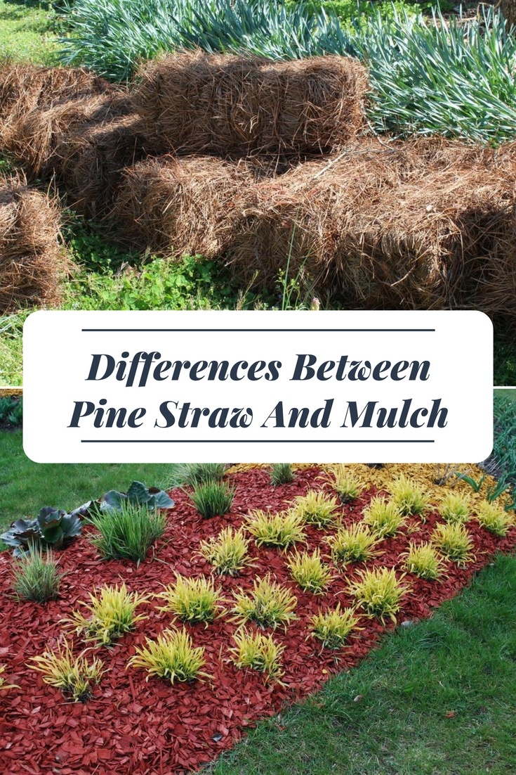 pine straw vs mulch