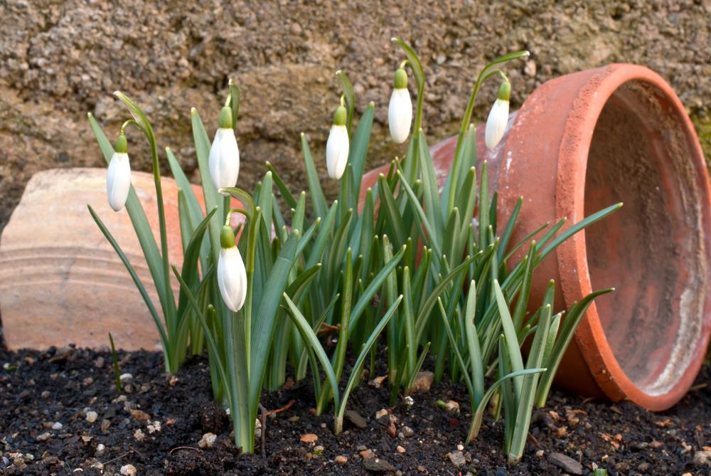 topsoil vs potting soil