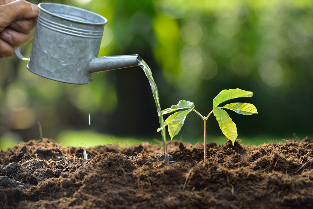 Watering Weed Plants In Soil