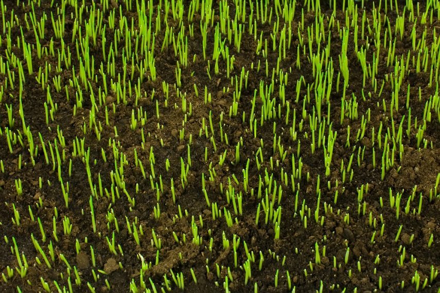 What to do when grass won t grow under trees agreenhand
