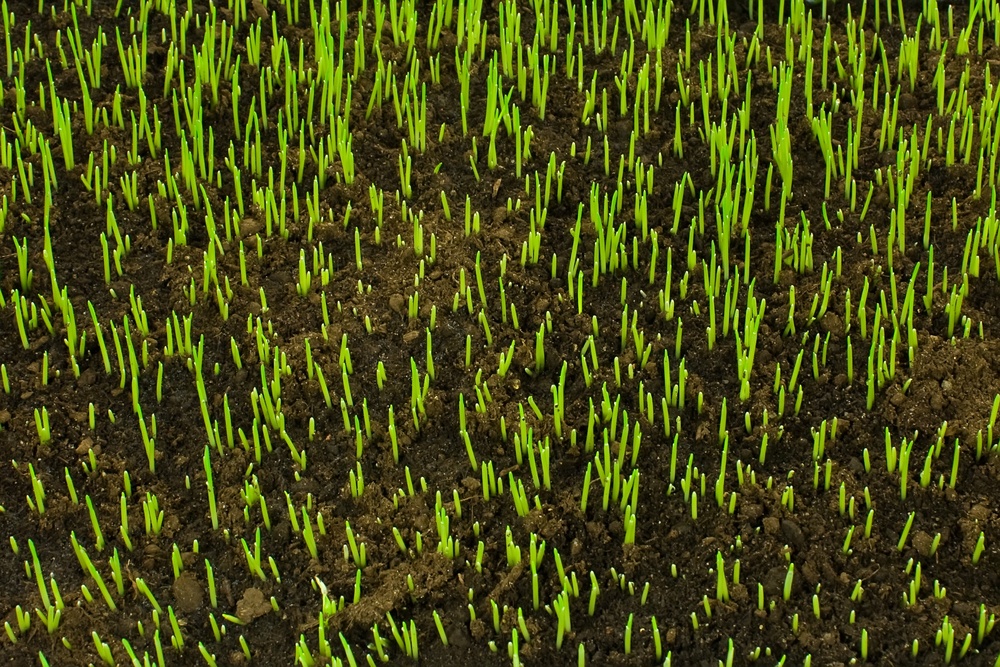 grass germination