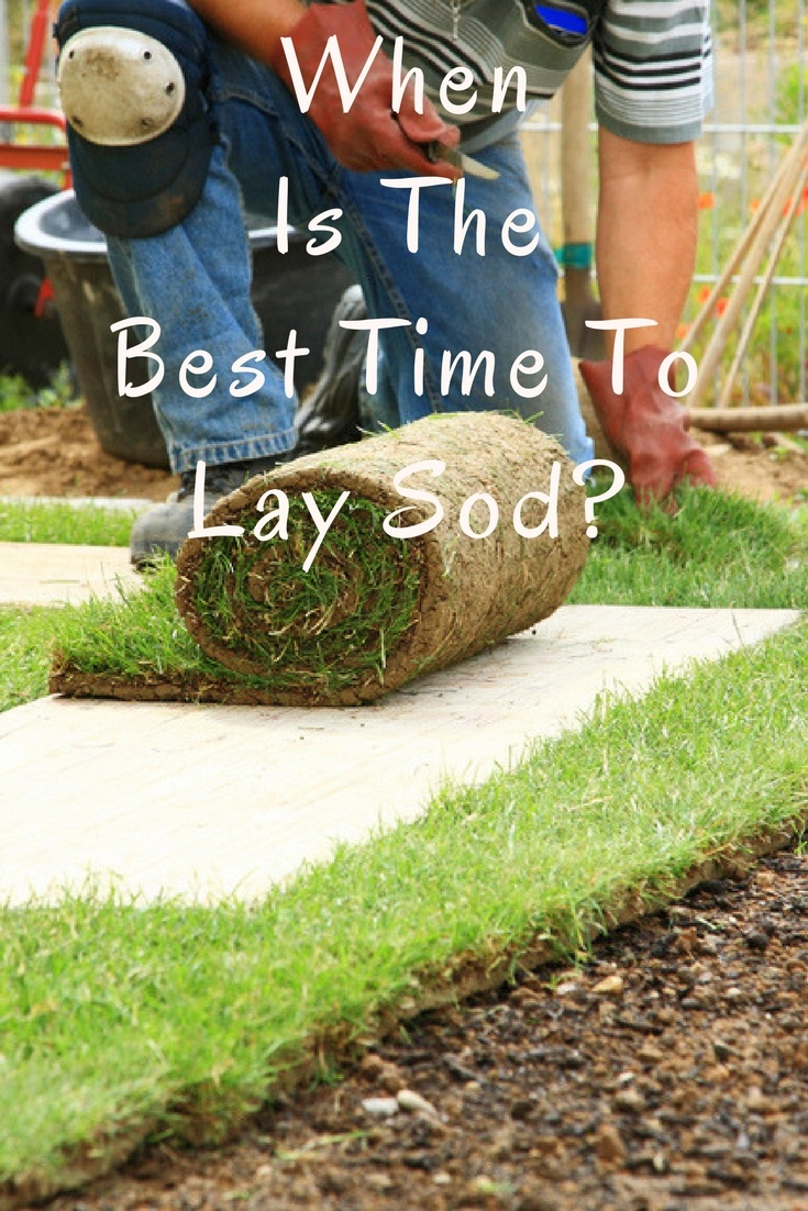 best time to lay sod