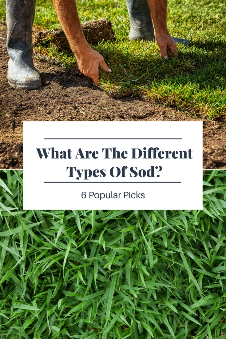 different types of sod