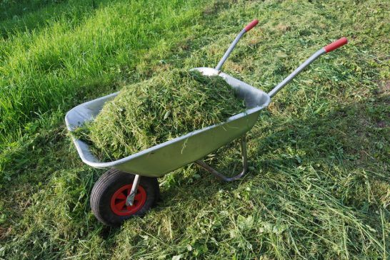 leaving grass clippings on lawn leaving grass clippings on lawn