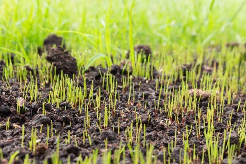 How To Grow Grass In Dry Dirt AGreenHand
