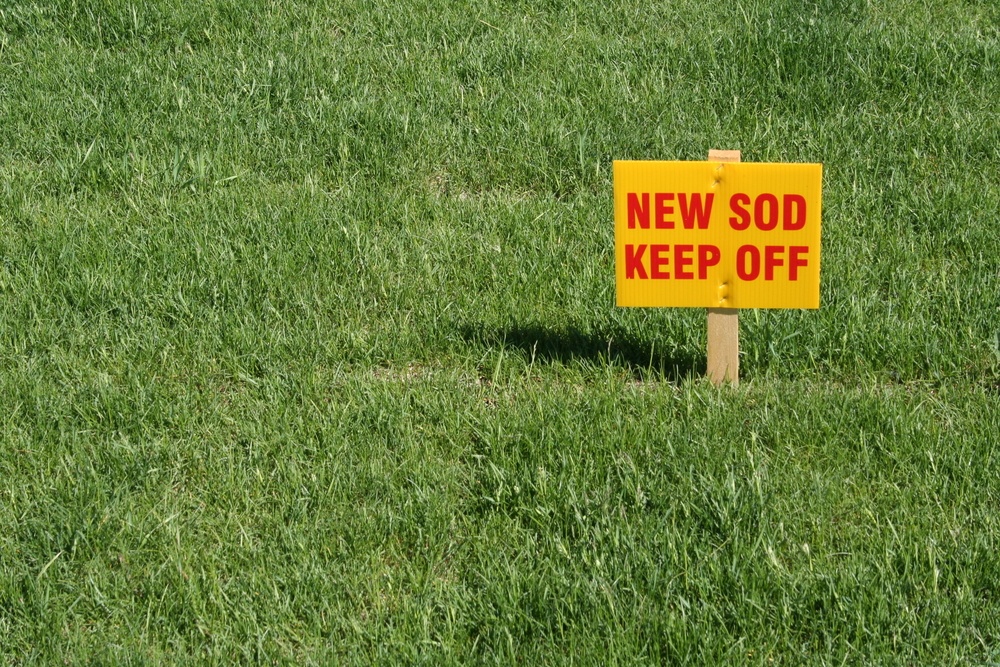how to care for new sod