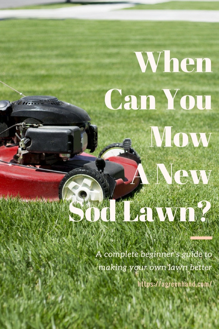 when to mow new sod