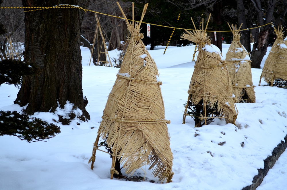 how to protect plants from frost