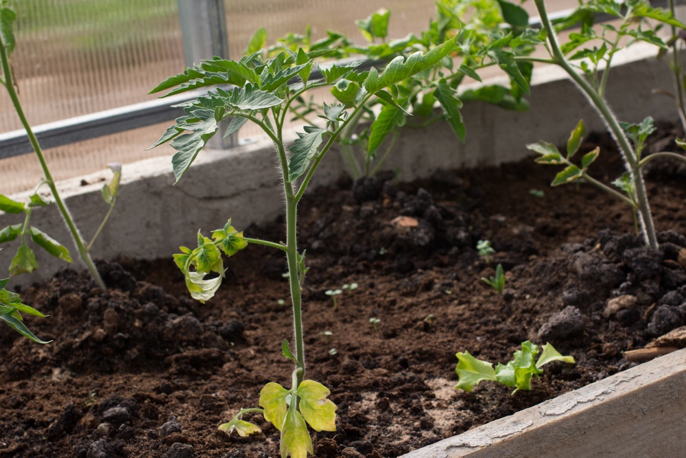 how to start a vegetable garden