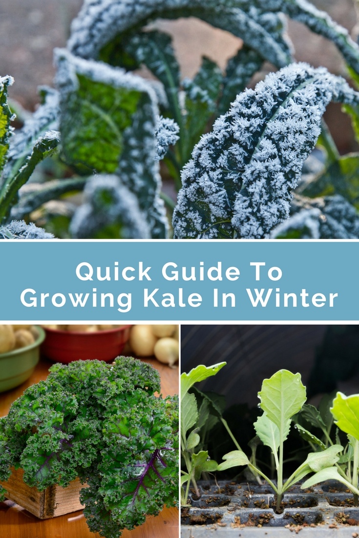 Growing kale indoors in winter with step-by-step guide