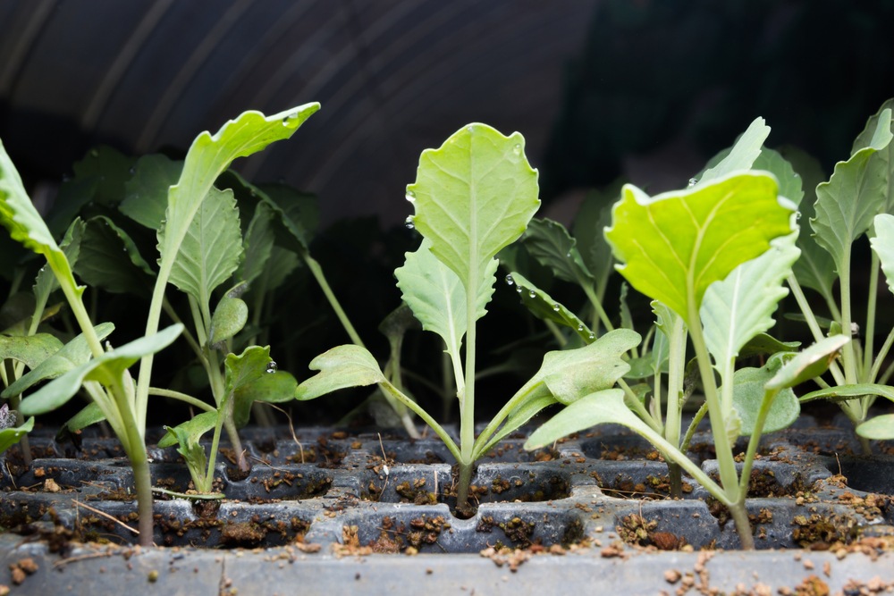 growing kale in winter