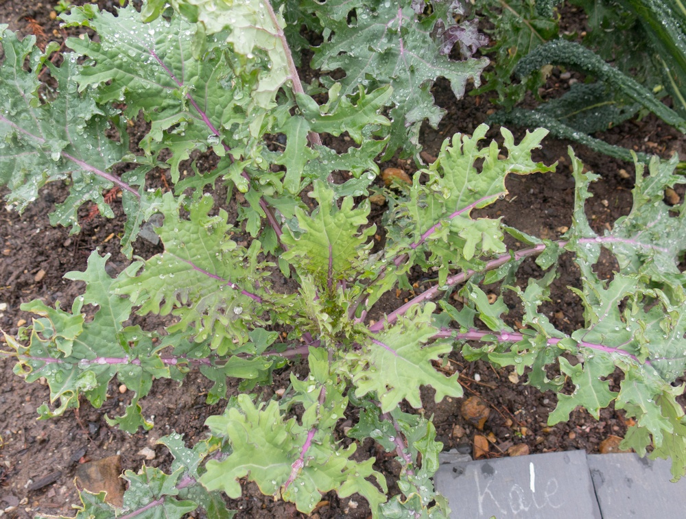 growing kale in winter