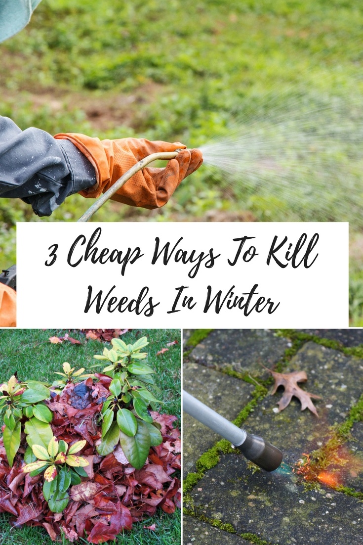 3 Cheap Ways To Kill Weeds In Winter A Green Hand