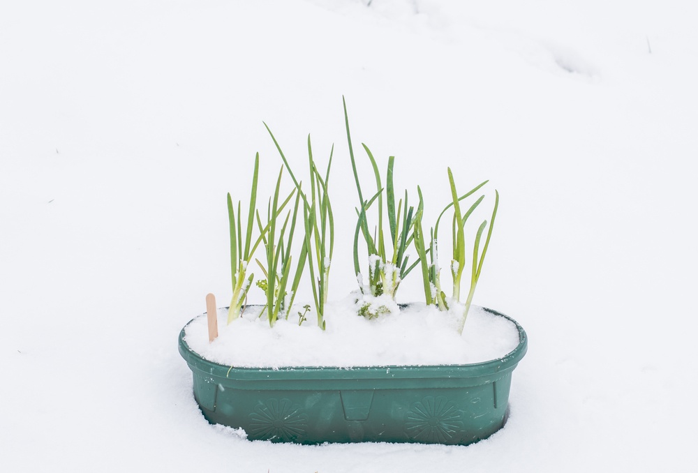 vegetables that grow in winter