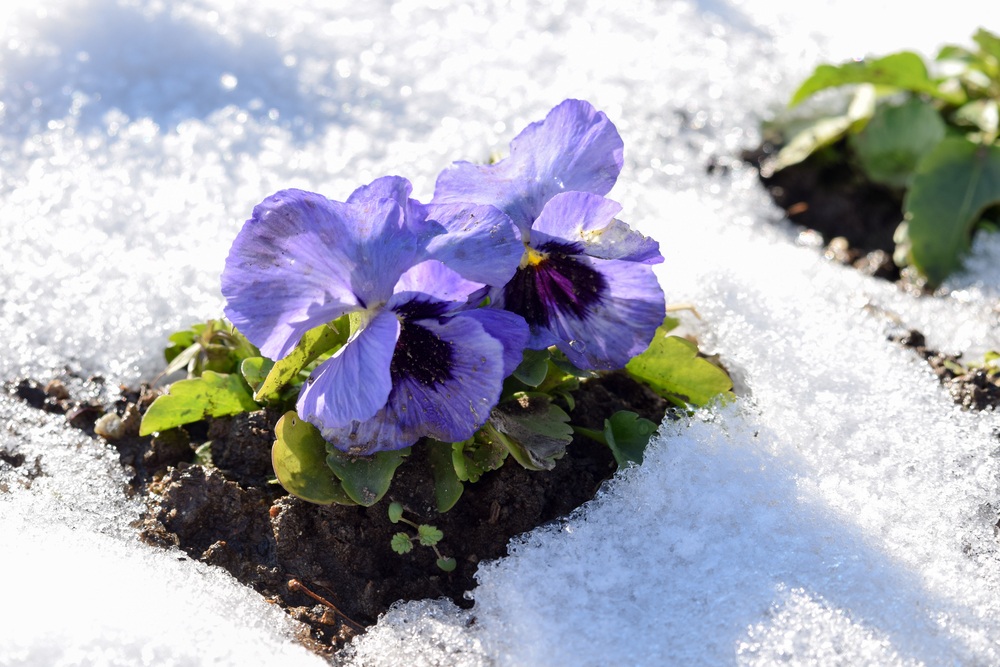 Can Pansies Survive Frost