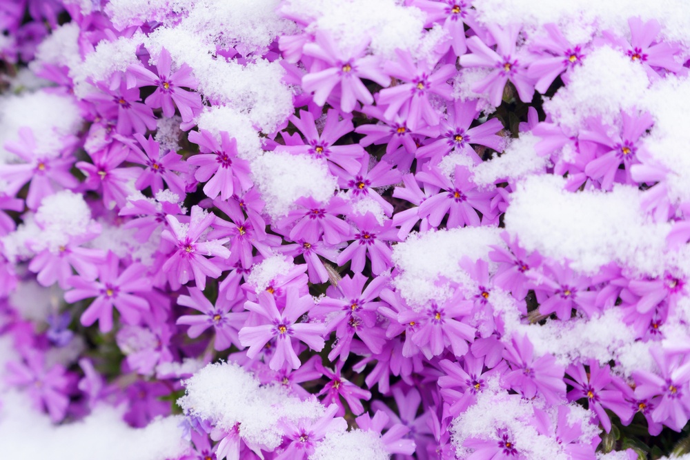 9 Beautiful Flowers That Bloom In Winter A Green Hand
