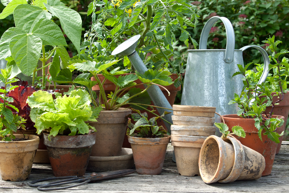 50+ Ideas To Build Your First Vegetable Garden - A Green Hand