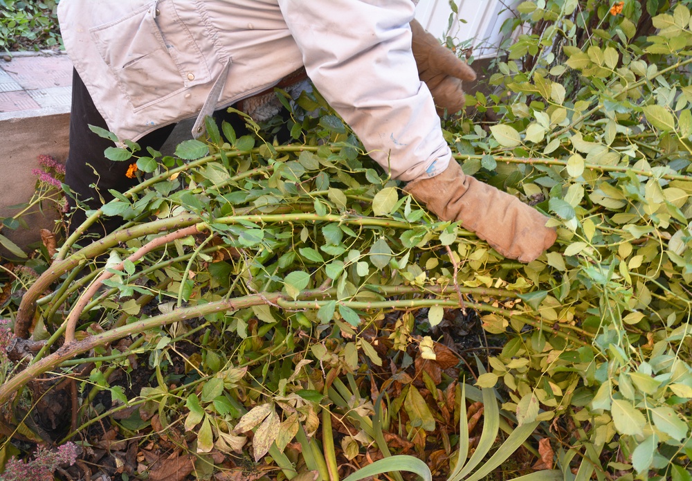 pruning roses for winter