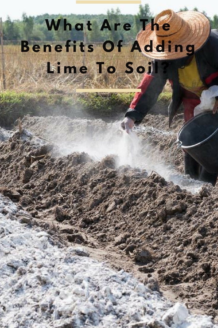 adding lime to soil