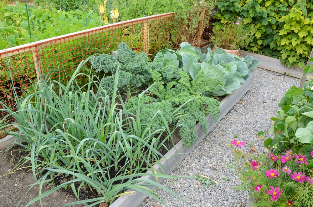 how to start a vegetable garden