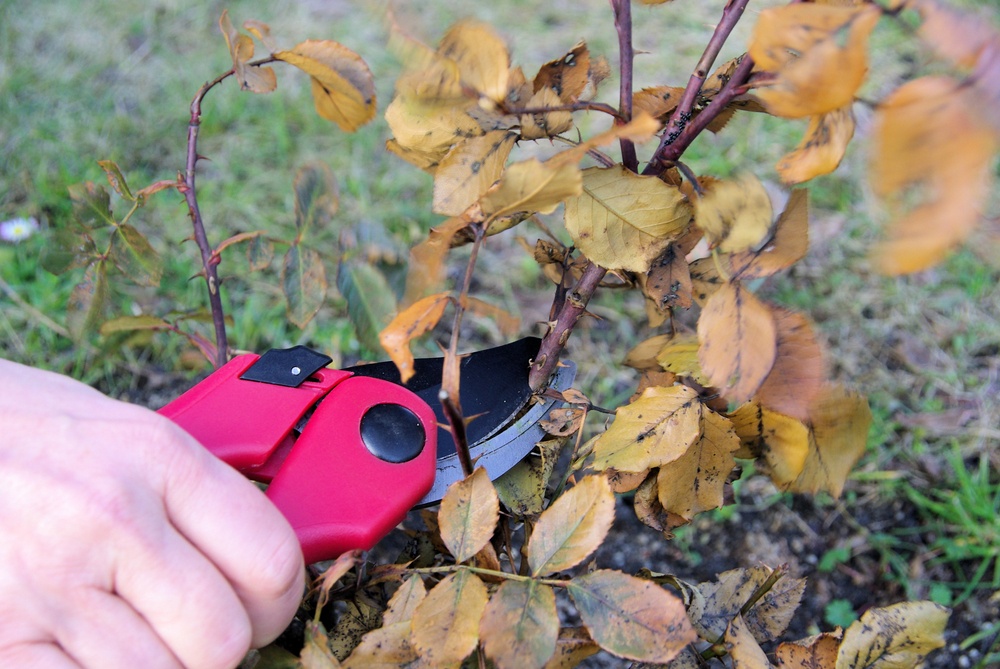 pruning roses for winter