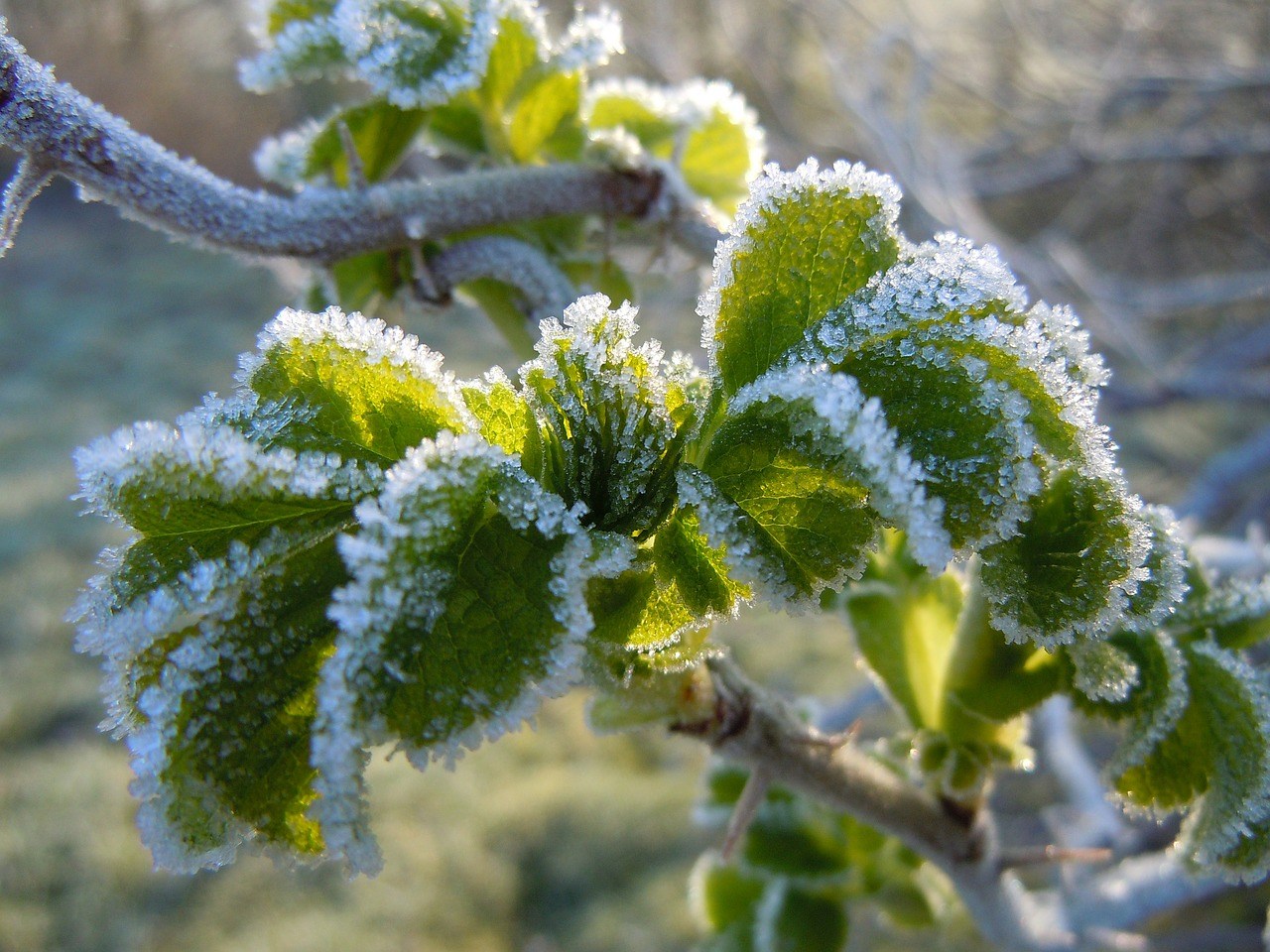 late spring frost damage trees