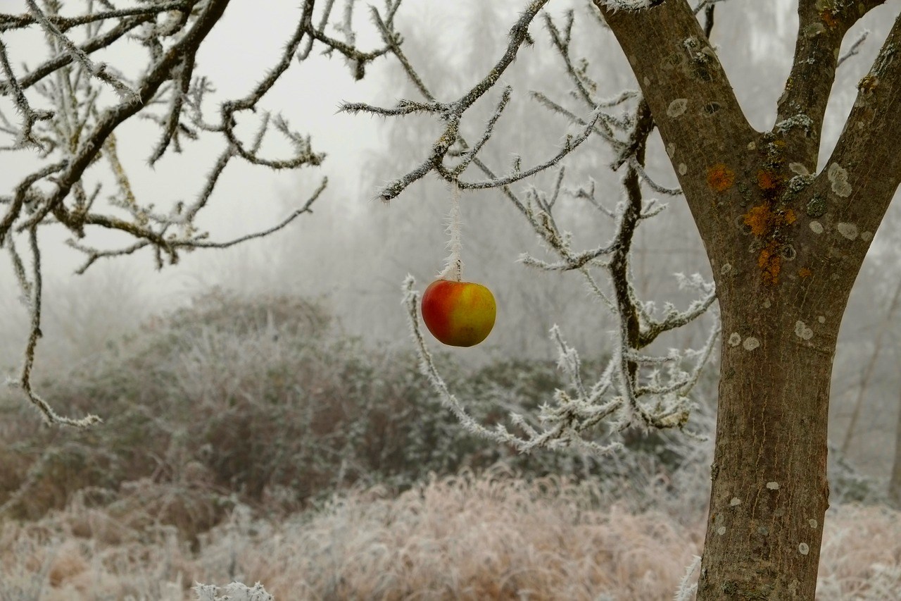protecting fruit trees from frost 