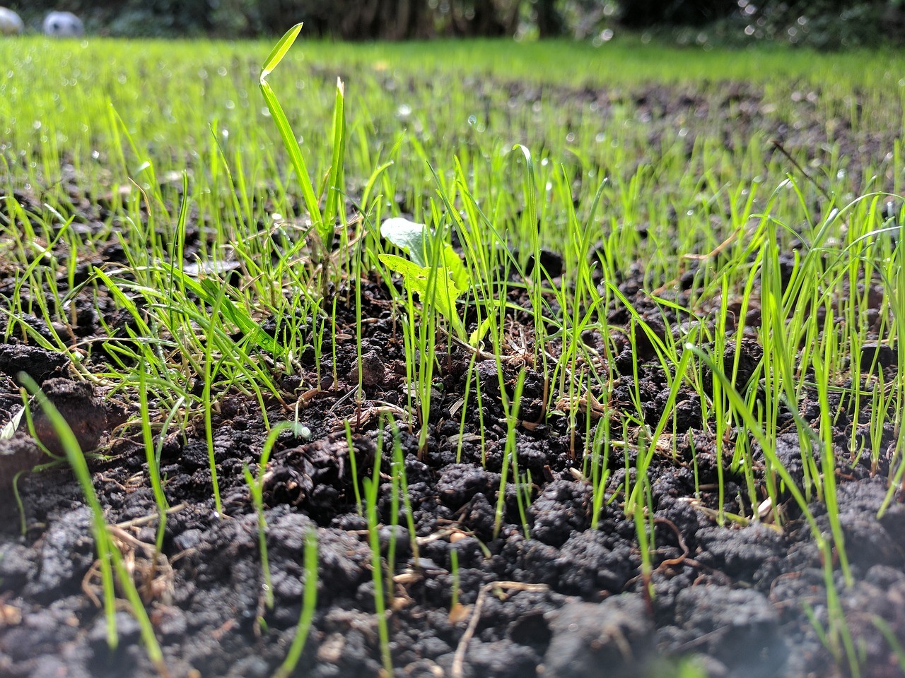 4 Essential Steps To Water Your New Grass Seed - A Green Hand