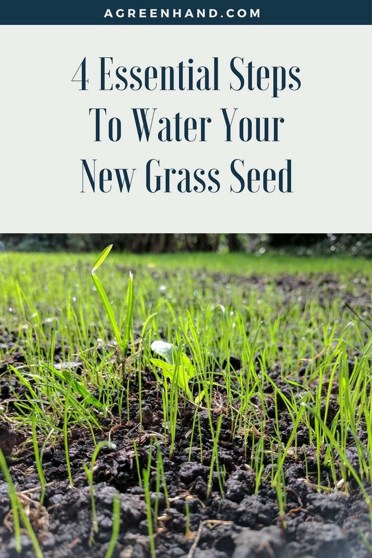 watering new grass seed 