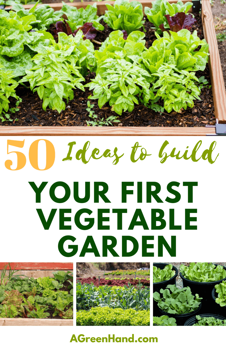 50+ Ideas To Build Your First Vegetable Garden From Experts #vegetable #gardening #gardenideas #roundup #expertreveal