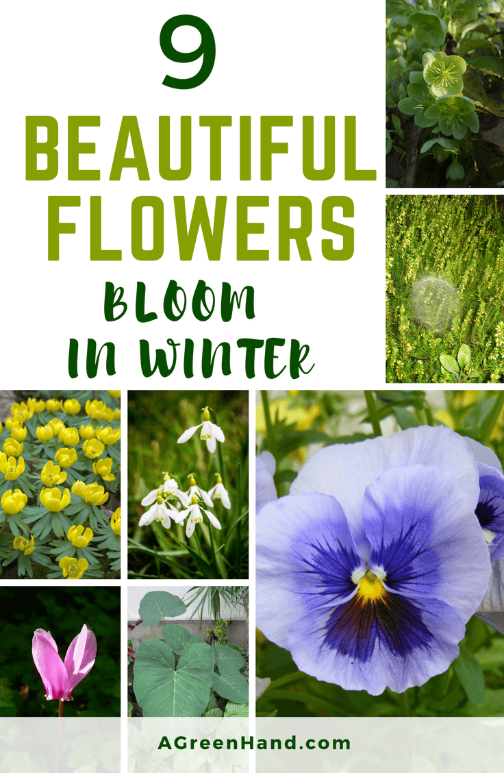 ​9 Beautiful Flowers That Bloom In Winter. To help keep your area visually appealing, we’ve compiled nine gorgeous flowers that bloom in winter. With these flowering plants, you’ll be ensured of a wonderful lawn even when everything else is covered with snow. #beautifulflowers #flowersbloom #wintergardening #flowersplant #Hellebore #Ericacarnea #​ElephantEars #​Cyclamen #​Phlox #​WitchHazel #​WinterAconite #​Snowdrop #​Pansy