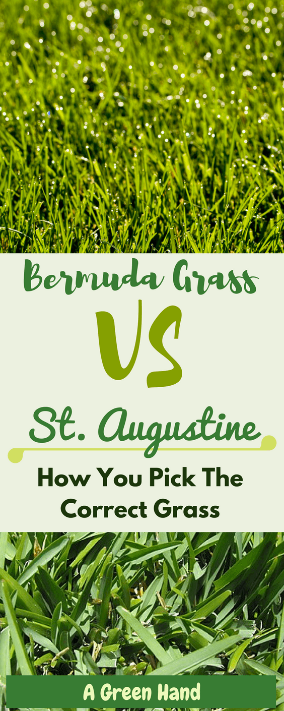 We are faced with a dilemma on choosing bermuda grass vs st augustine, the two most common grasses homeowners usually consider. To find the perfect fit, here are key pointers to consider so you're sure you’re picking the correct grass. #bermudagrass #staugustinegrass #lawncare #gardening #agreenhand