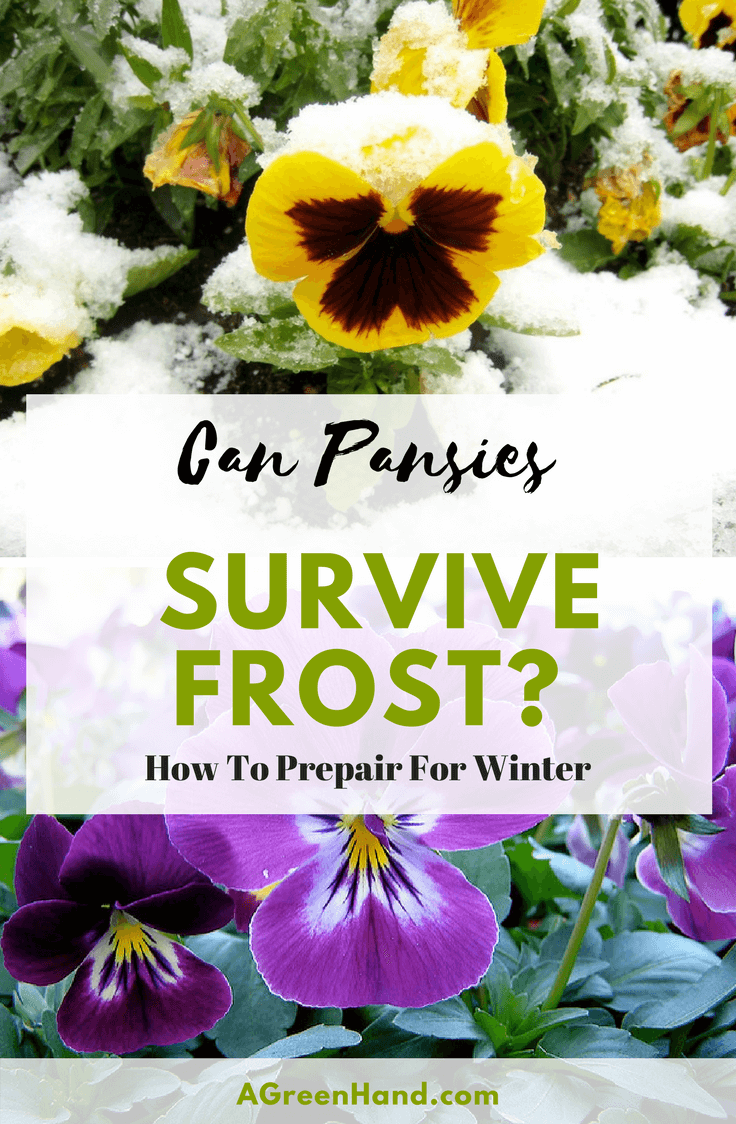Pansies are lovely flowers for your winter garden. But you might be asking, “Can pansies survive the frost?” You want to be sure that your efforts in planting them won’t go to waste. Planting flowers in fall that will just die in winter is a waste of time, money, and efforts. #pansies #wintergardening #frost #flowers