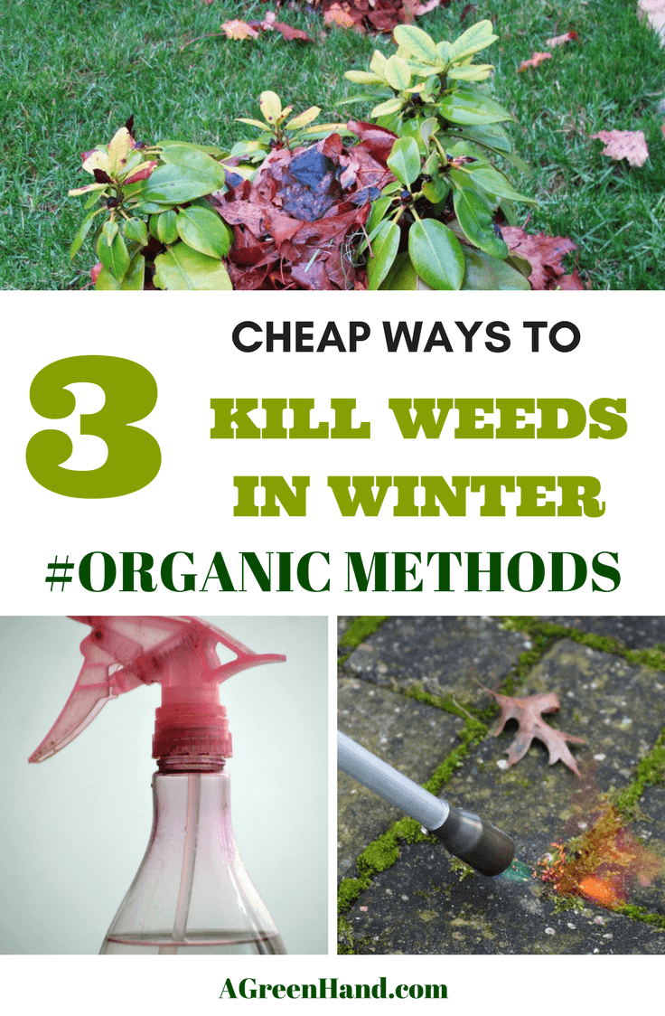 3 Cheap ways to kill weeds in Winter. When the cold season arrives, killing weeds in the freezing weather is the last thing you want to do. Are you upset just thinking about managing those pesky weeds in your freezing backyard? Don’t worry; it doesn’t turn out that bad. #killweeds #organicmethods #weedsinwinter #wintergardening #vinegar #propanetorch #mulching