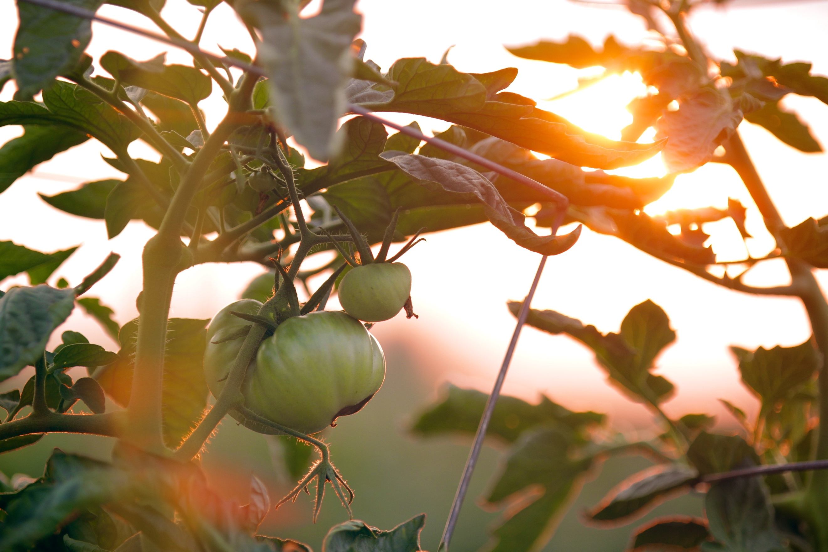 Practicing Crop Rotation With Tomatoes A Green Hand