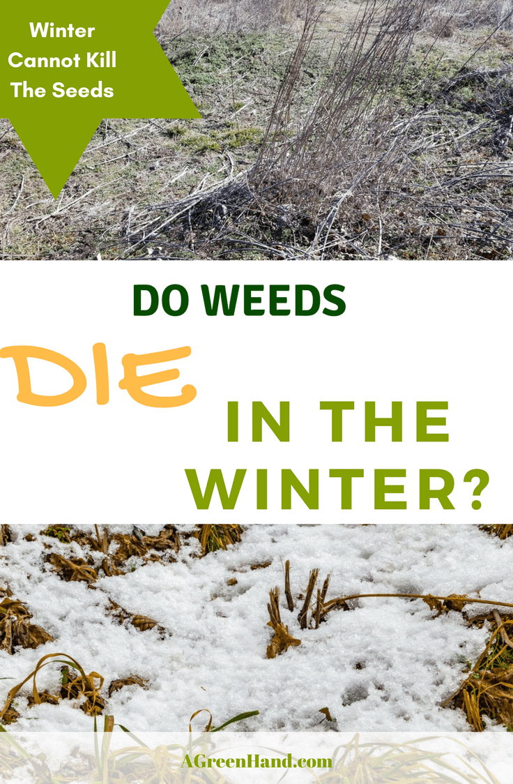 Do weeds die in the winter? Can this season offer a break in the maintenance routine and control these unwanted growth? #weedscontrol #wintergardening #weedsdie