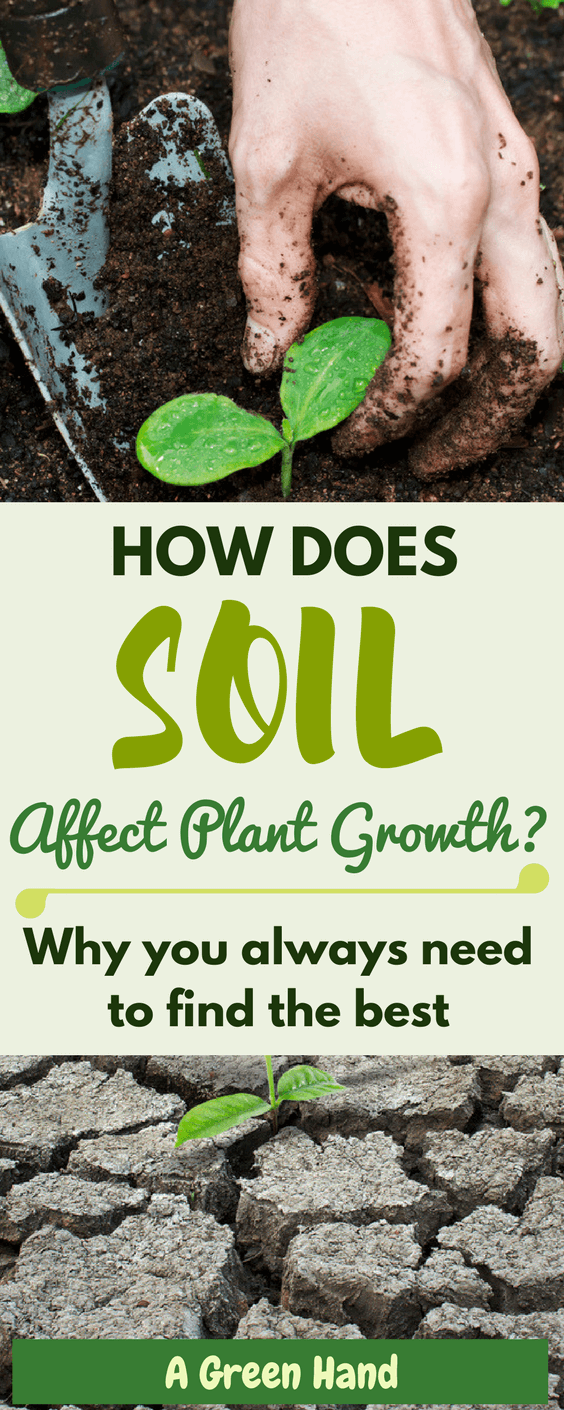 How Does Soil Affect Plant Growth? A Green Hand