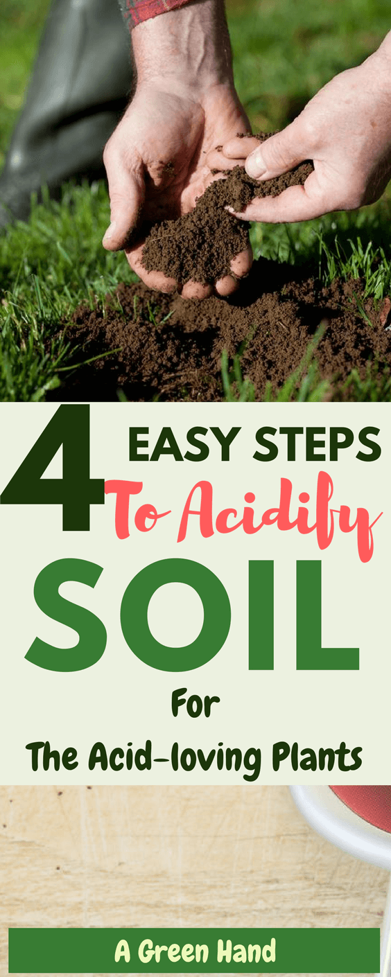 How To Acidify Soil in 4 Easy Steps. Soil acidification is necessary when dealing with particular types of plants as it creates the right growth environment and ensures that there is no deficiency of important compounds like iron. #soilcare #gardening #acidlovingplants #agreenhand