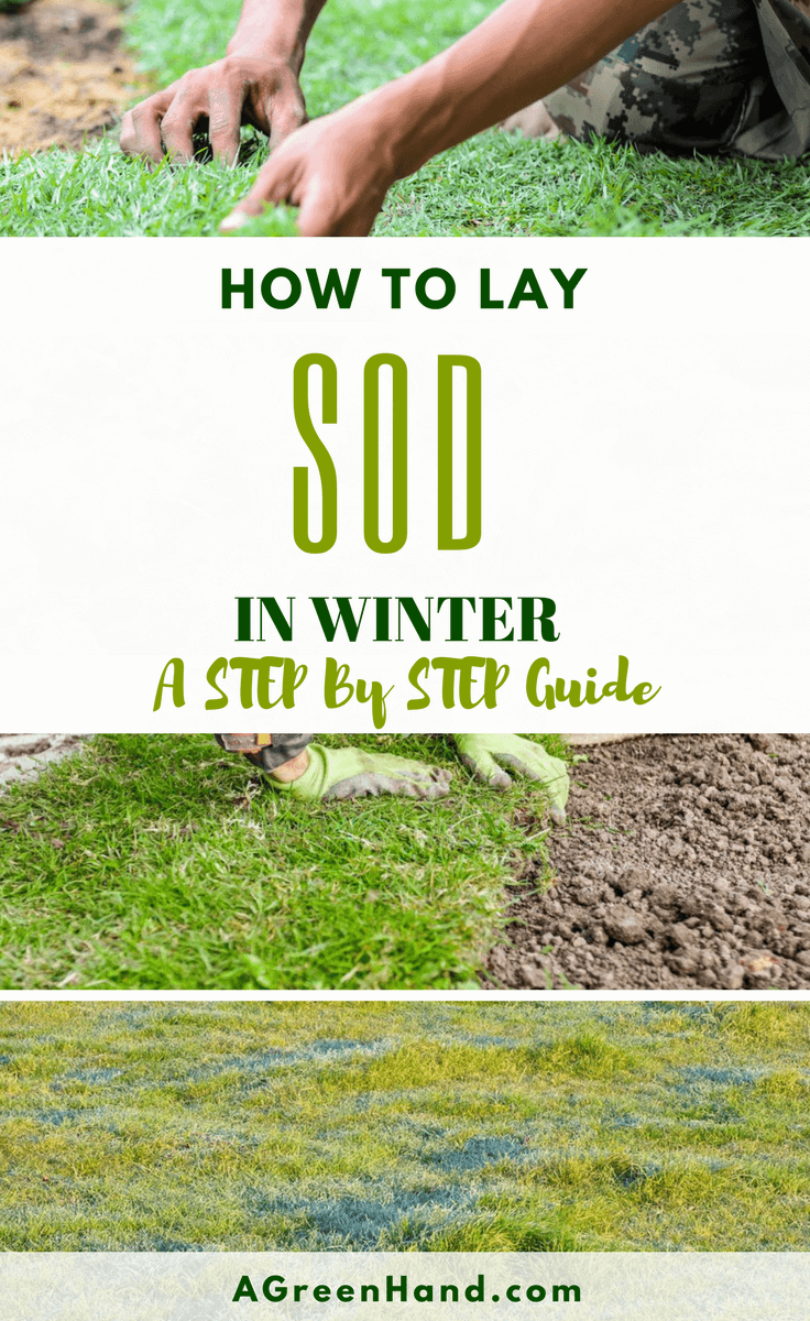 How To Lay Sod In Winter. Should we lay sod in winter? Well, if you ask me I will say it is not the right time. Since laying sod is best during April to October. But we are never perfect and have to go in the opposite direction at times. Since I feel sodding during the winter, which is a dormant season, is a little bit risky. #laysod #wintergardening #wateringsod #preparesoil