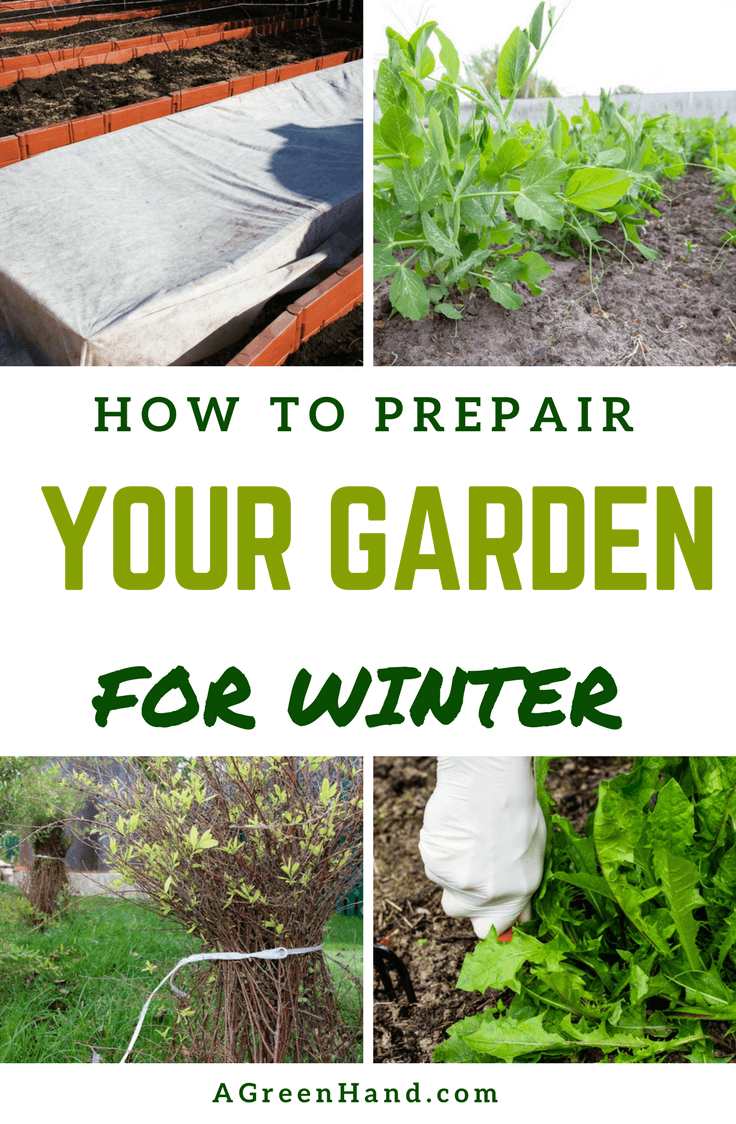 You need special preparations when it comes to tending to your garden during winter. To be more specific, your garden should be prepared for the winter months in order for your plants to survive in the coldest period of the year. When it comes to preparing garden for winter, here's what you need to know. #wintergardening #preparinggarden #rake #frost #winterizeroses #mulching