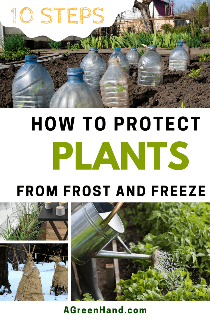 How To Protect Plants From Frost. When it comes to protecting your tender plants from frost or freeze damage, here are the things you need to know. You should be prepared from the start to keep your plants from suffering significant winter losses. #protectplants #wintergardening #covershrub #smalltrees #flowers #waterplants #growindoor