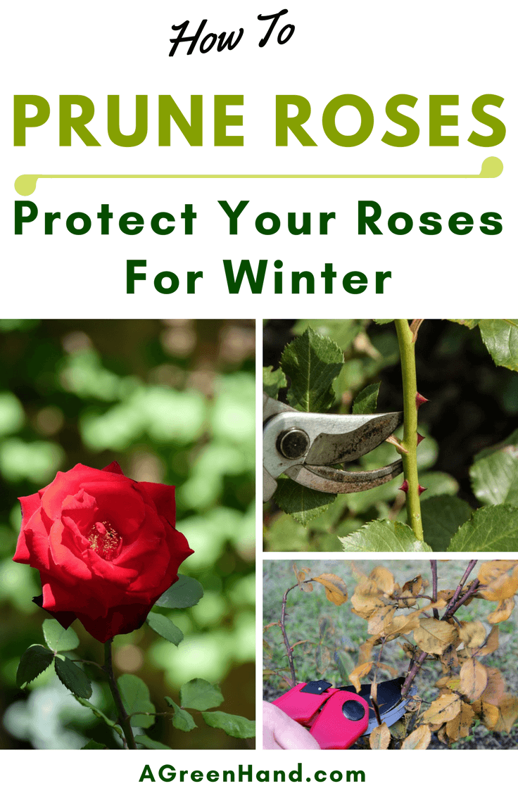 When pruning roses for winter, you should take note of the type of rose you're pruning. Early spring is the best time to prune hybrid roses, for example. #pruningroses #protectroses #wintergardening