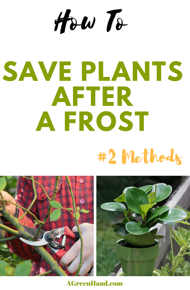 Two Methods On How To Save Plants After A Frost