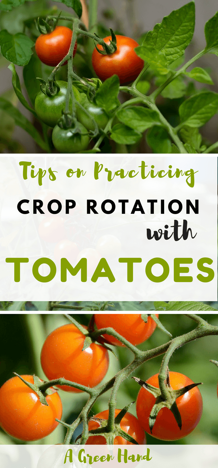 Practicing Crop Rotation With Tomatoes #croprotation #tomatoes #vegetablegarden #agreenhand