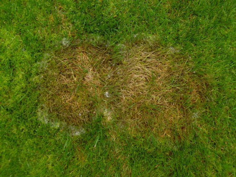 How To Deal With Grass Fungal Diseases In Your Lawn
