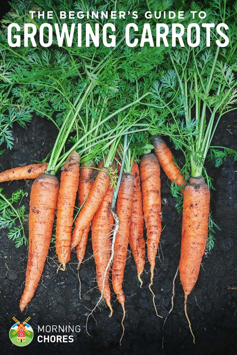 Vegetables To Plant In March
